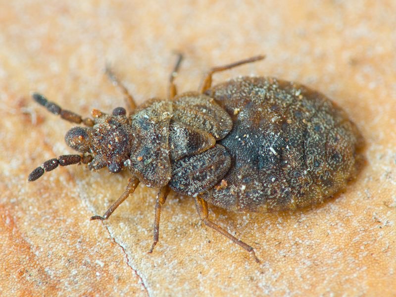 Aradus cinnamomeus Panzer, 1806